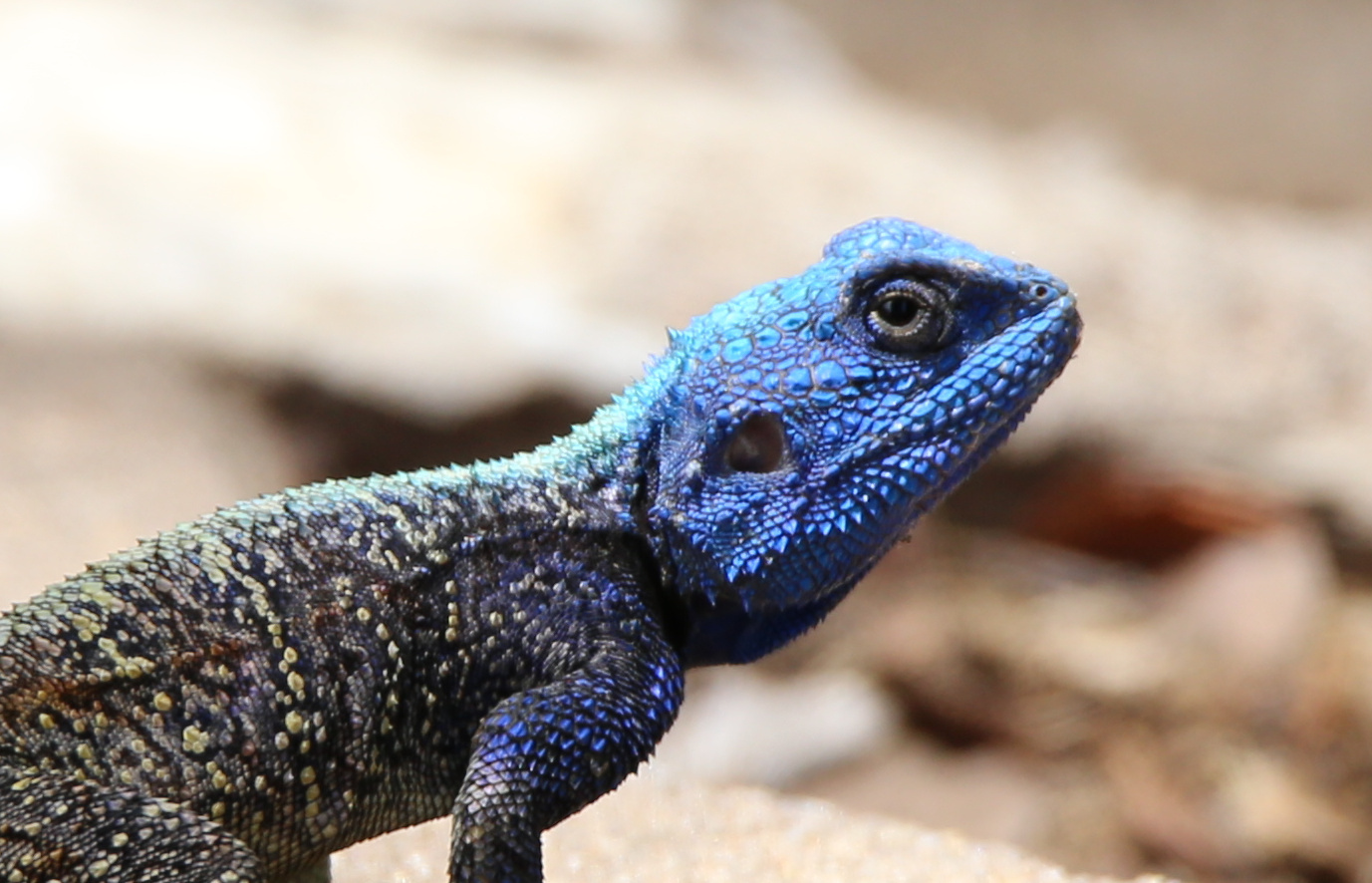 Blacknecked Agama iSafiri
